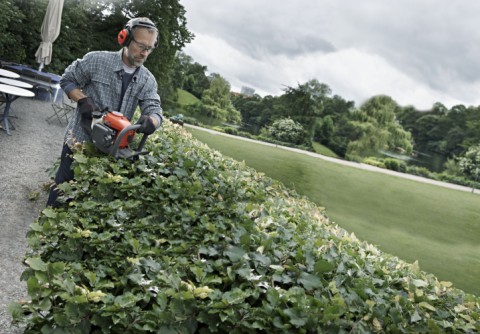 The professional's guide to trimming hedges